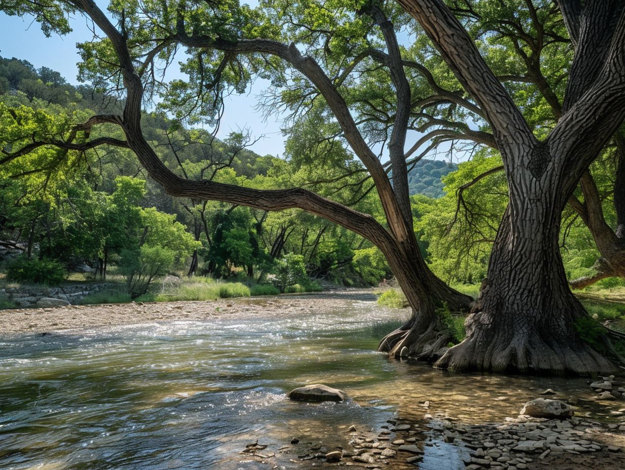 Dinosaur Valley State Park in February