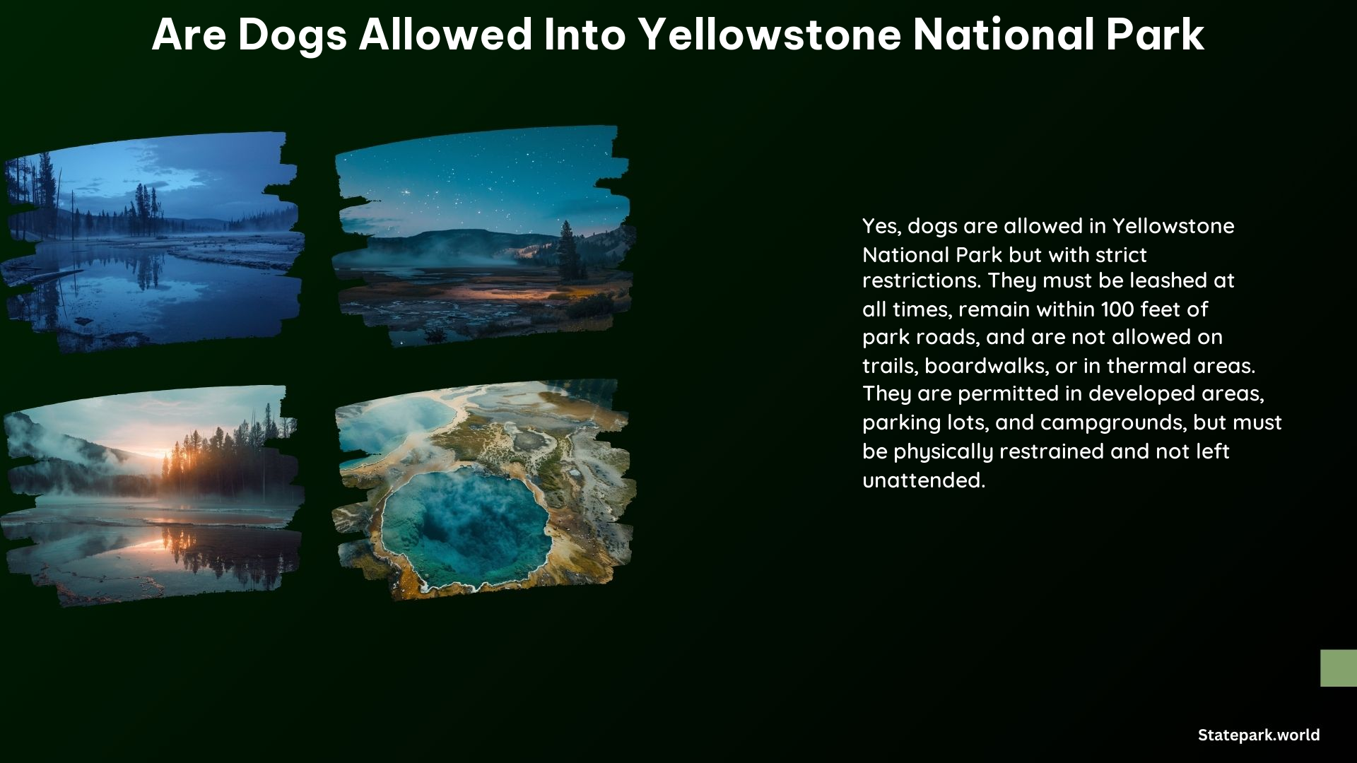 Are Dogs Allowed Into Yellowstone National Park