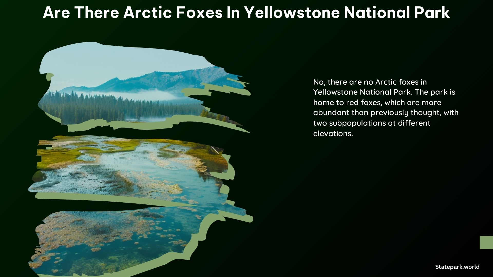 Are There Arctic Foxes in Yellowstone National Park