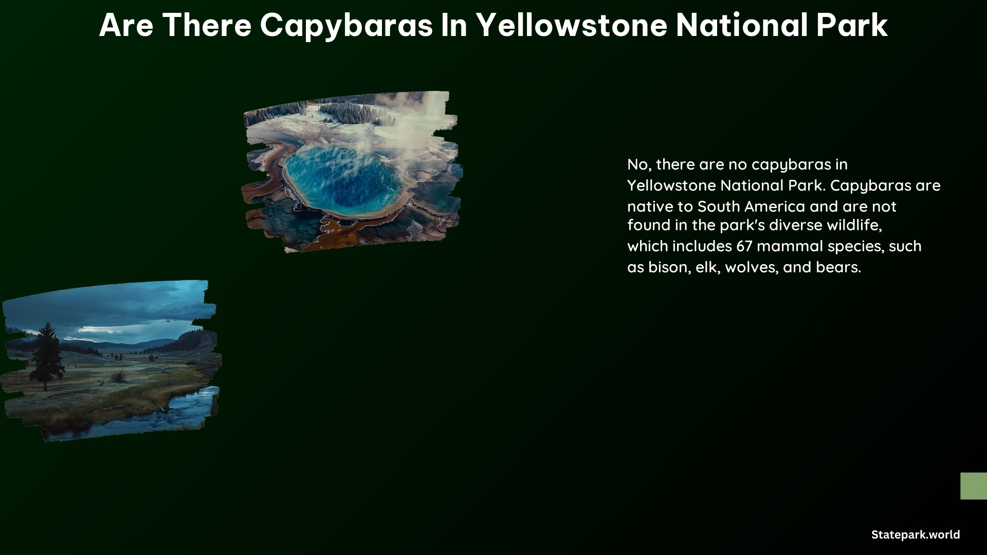 Are There Capybaras in Yellowstone National Park