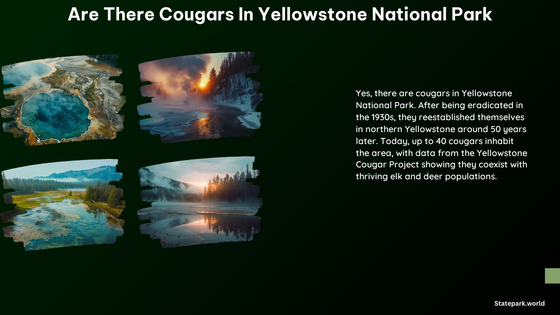 Are There Cougars in Yellowstone National Park