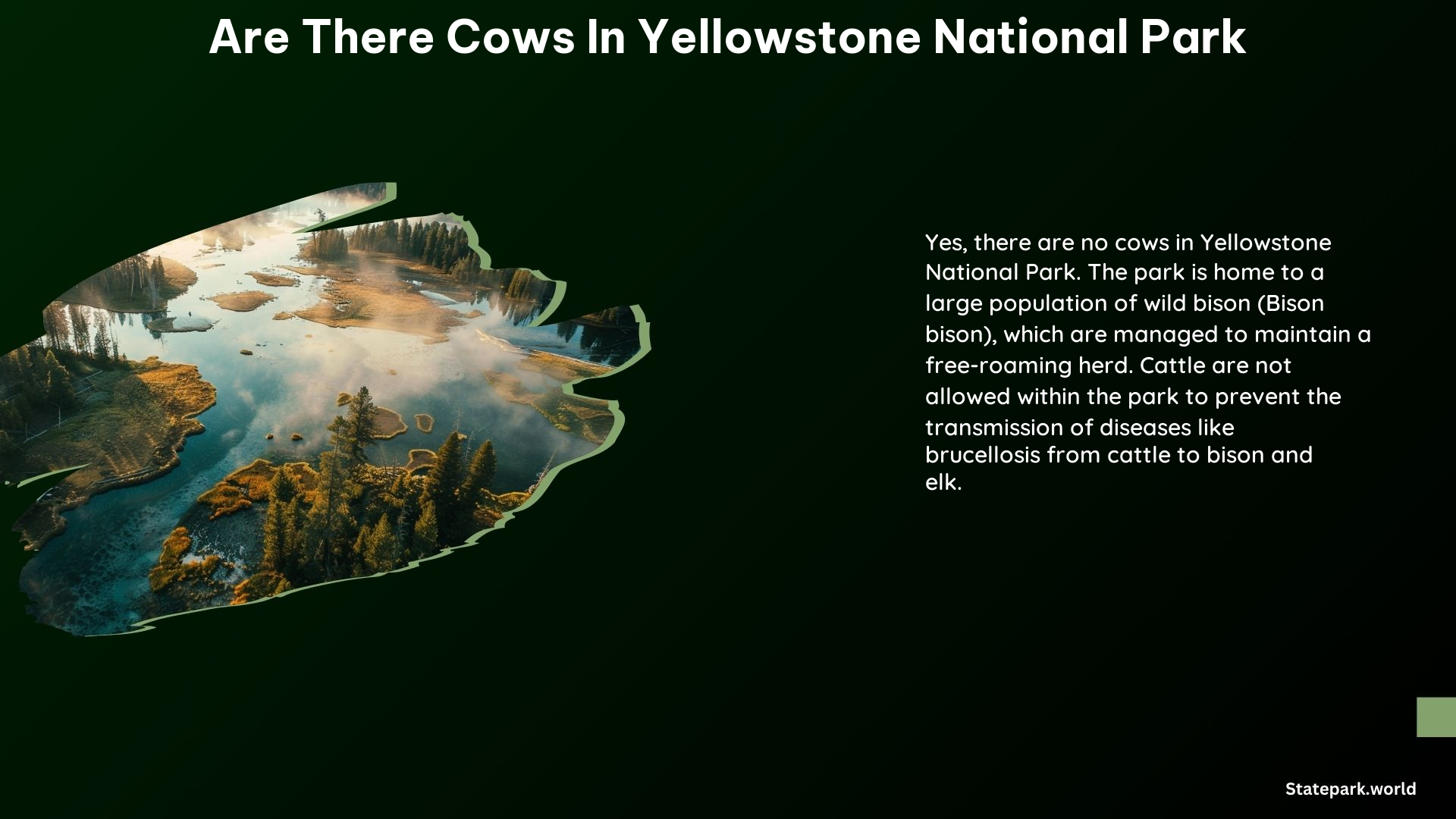 Are There Cows in Yellowstone National Park