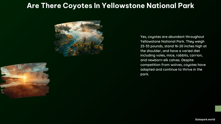 Are There Coyotes in Yellowstone National Park