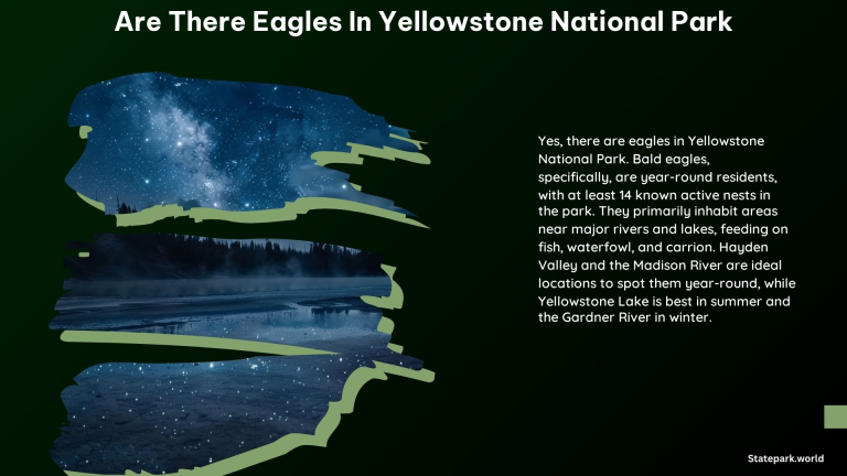 Are There Eagles in Yellowstone National Park