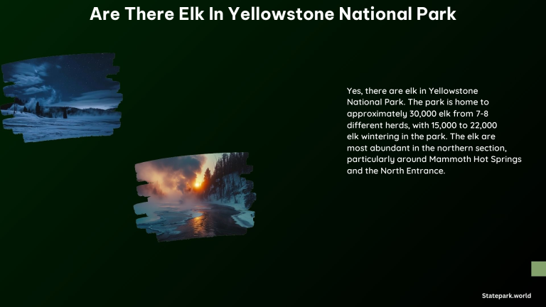 Are There Elk in Yellowstone National Park