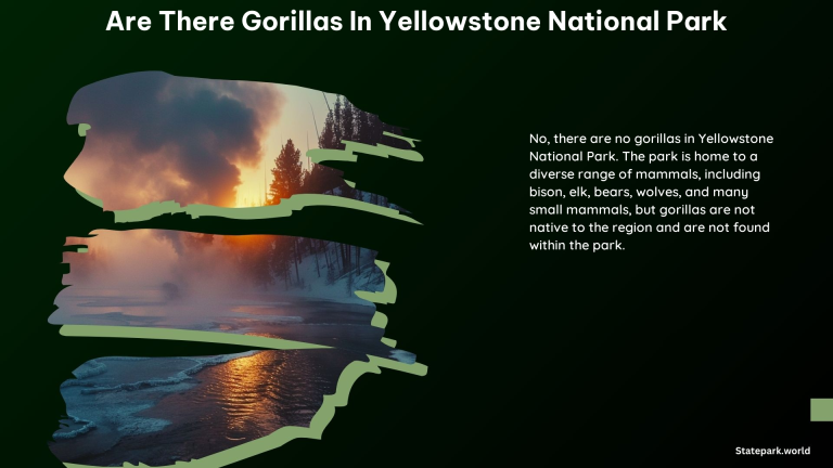 Are There Gorillas in Yellowstone National Park