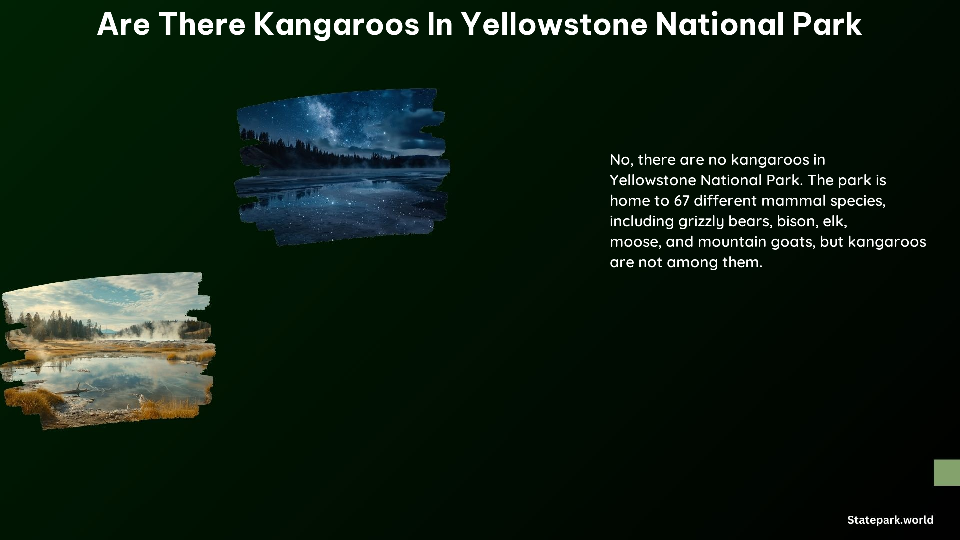 Are There Kangaroos in Yellowstone National Park