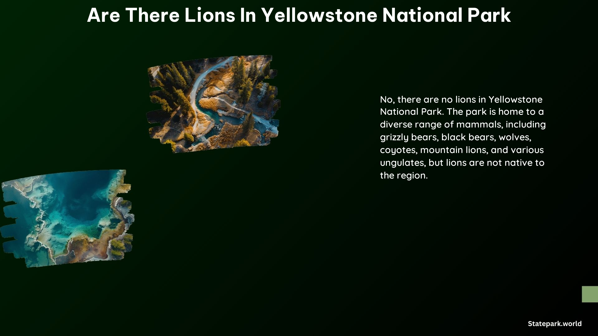 Are There Lions in Yellowstone National Park