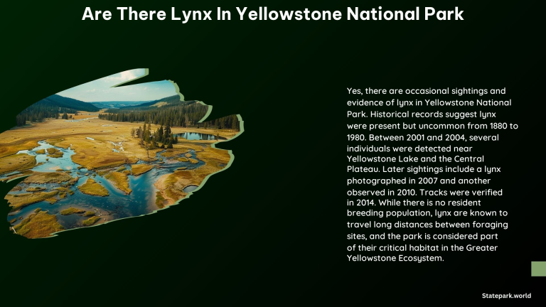 Are There Lynx in Yellowstone National Park