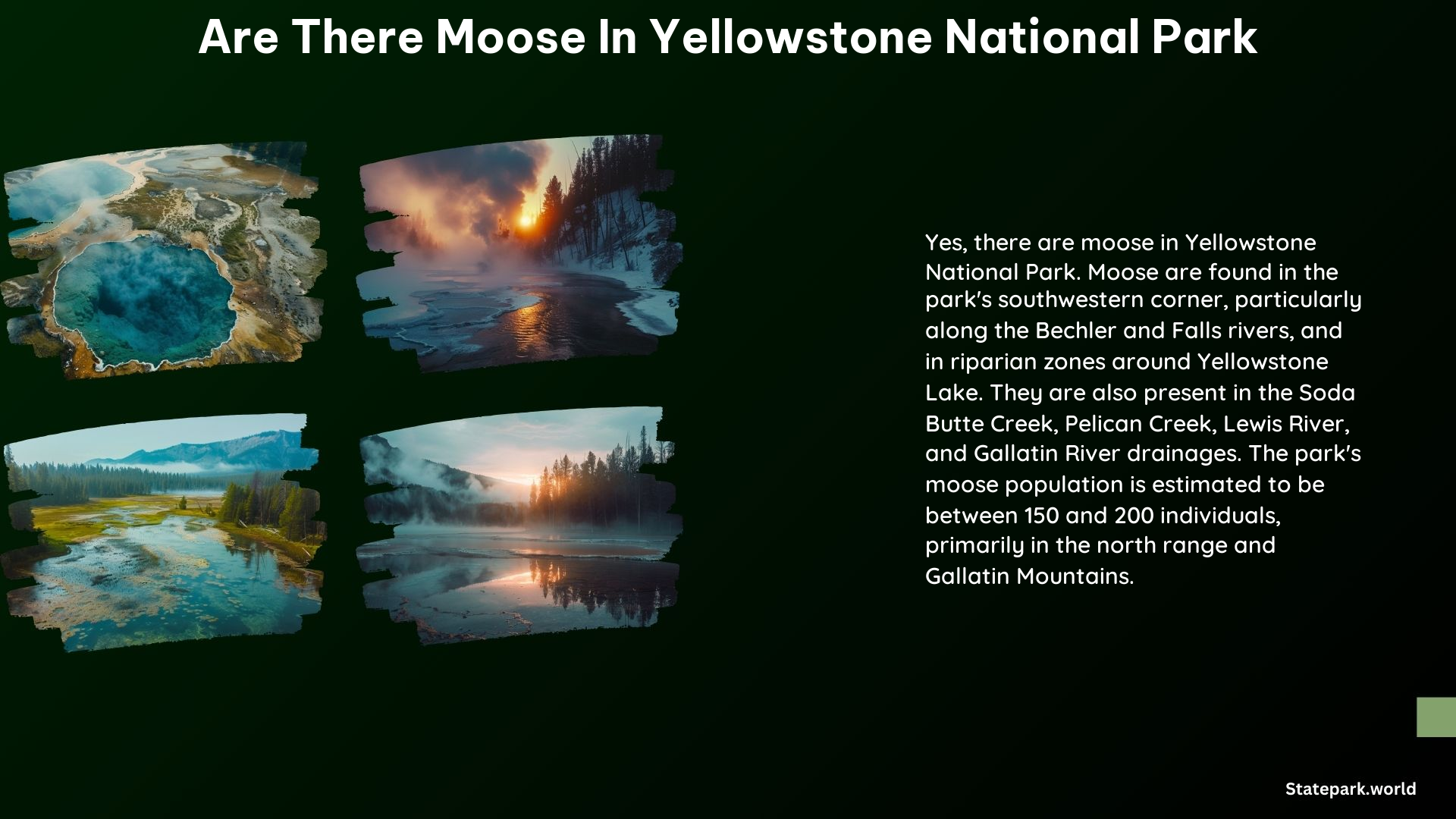 Are There Moose in Yellowstone National Park