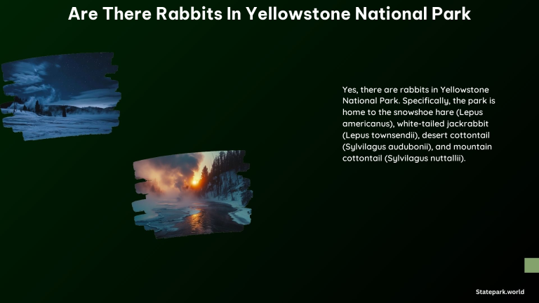 Are There Rabbits in Yellowstone National Park