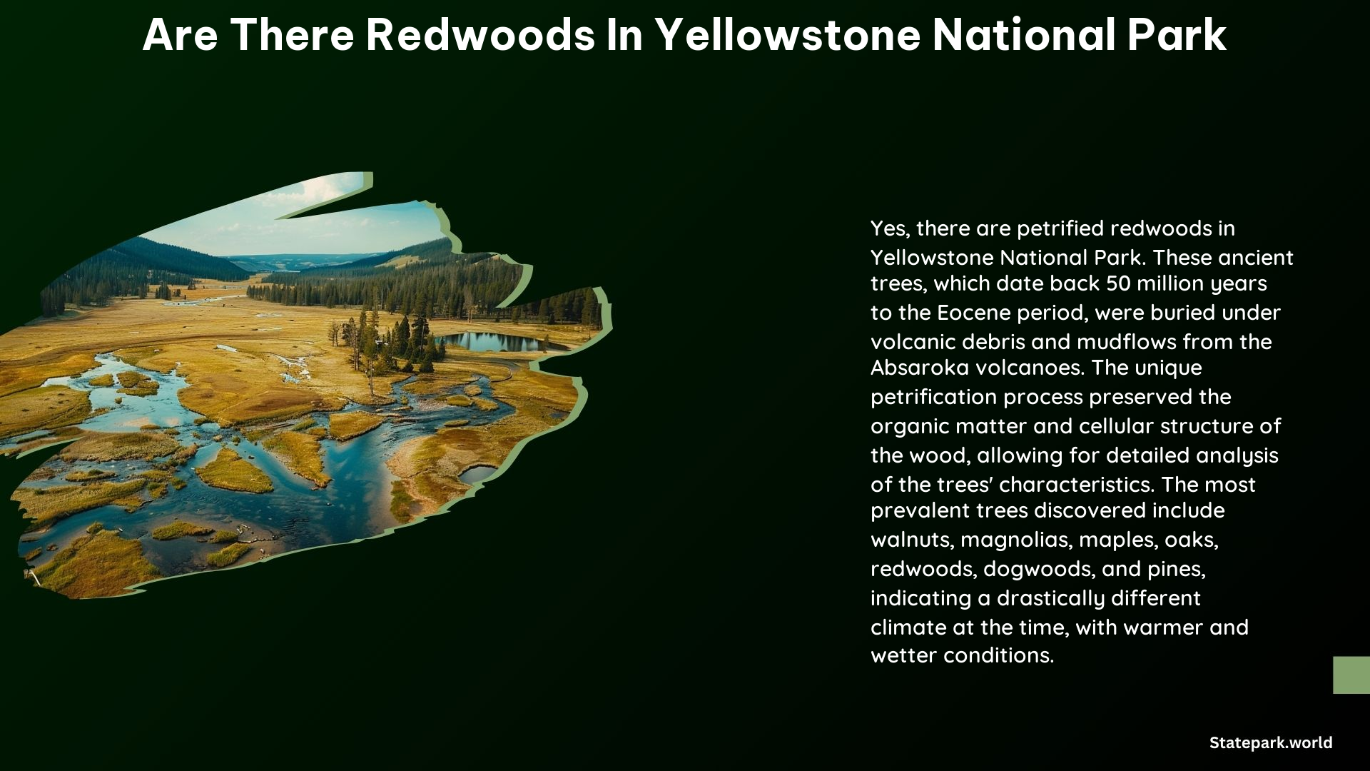 Are There Redwoods in Yellowstone National Park