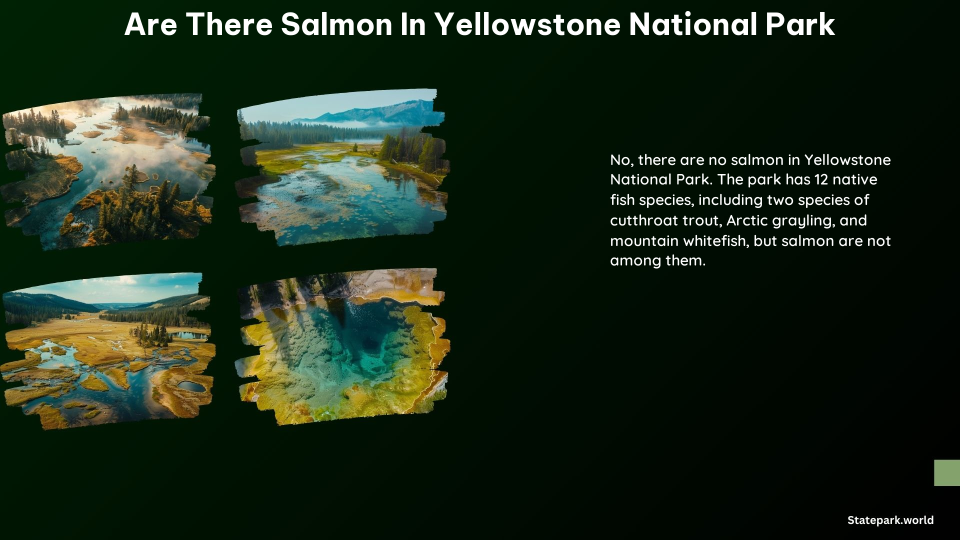 Are There Salmon in Yellowstone National Park