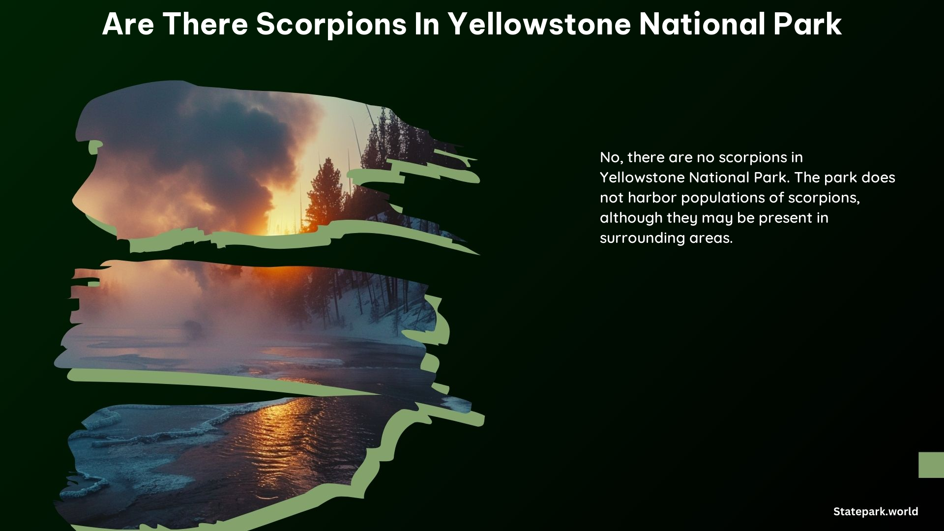 Are There Scorpions in Yellowstone National Park