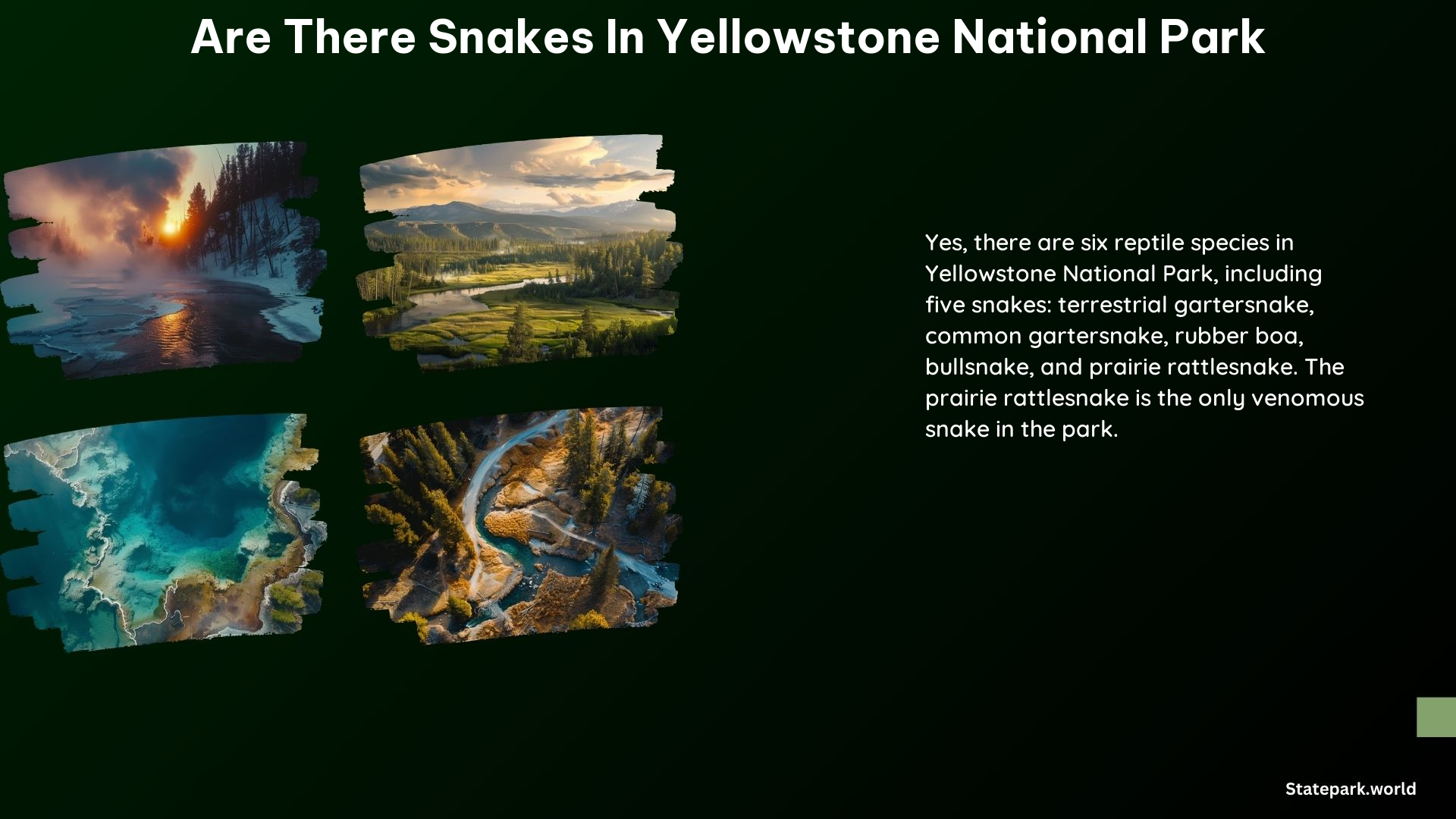 Are There Snakes in Yellowstone National Park