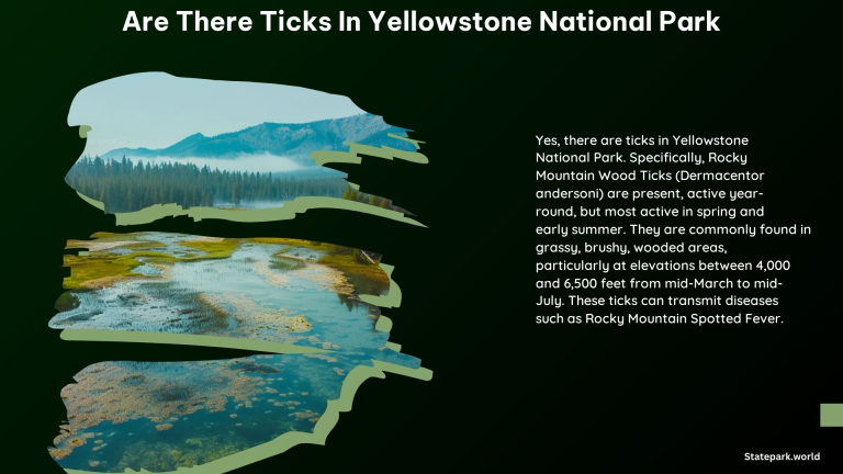 Are There Ticks in Yellowstone National Park