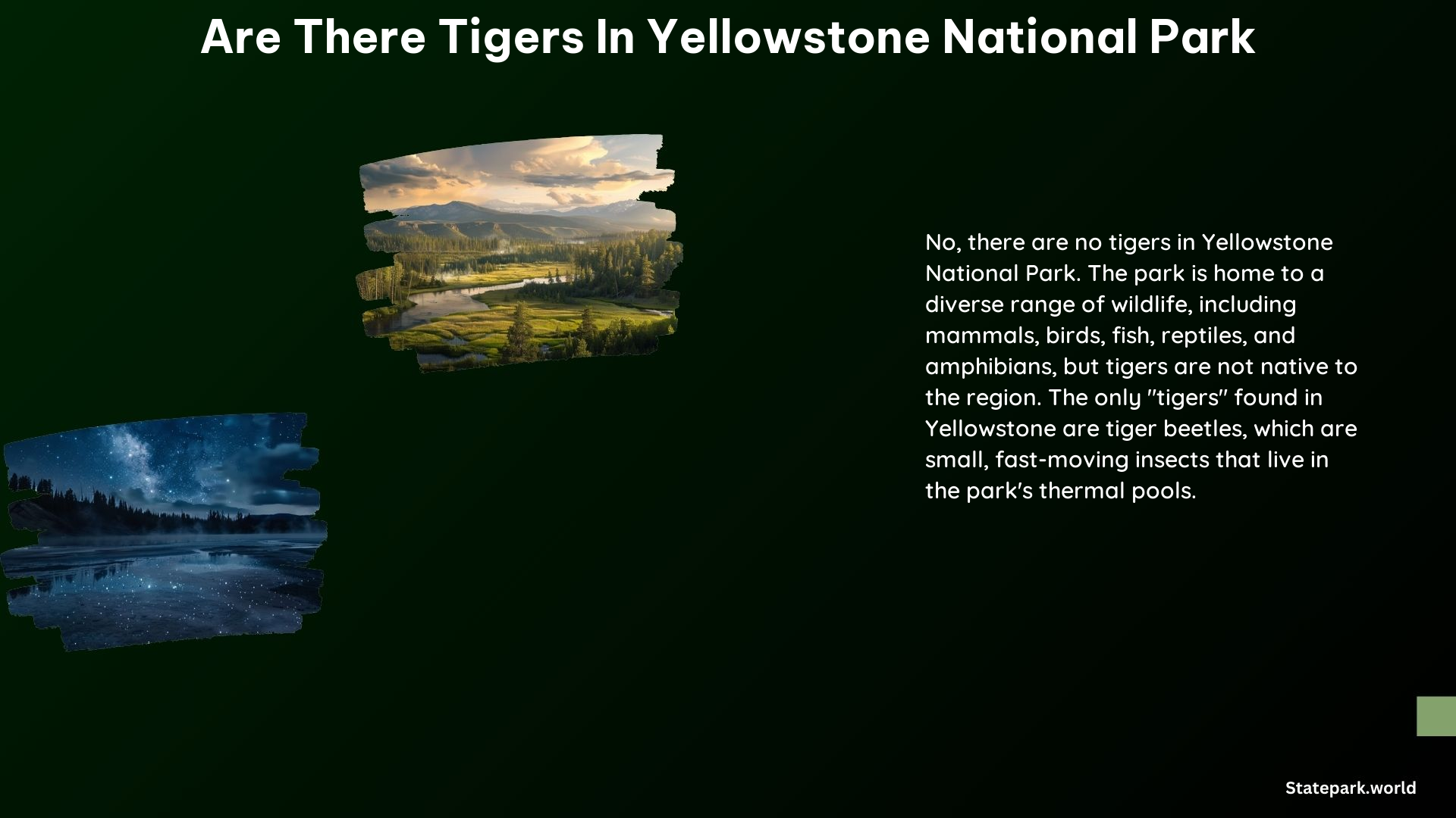 Are There Tigers in Yellowstone National Park