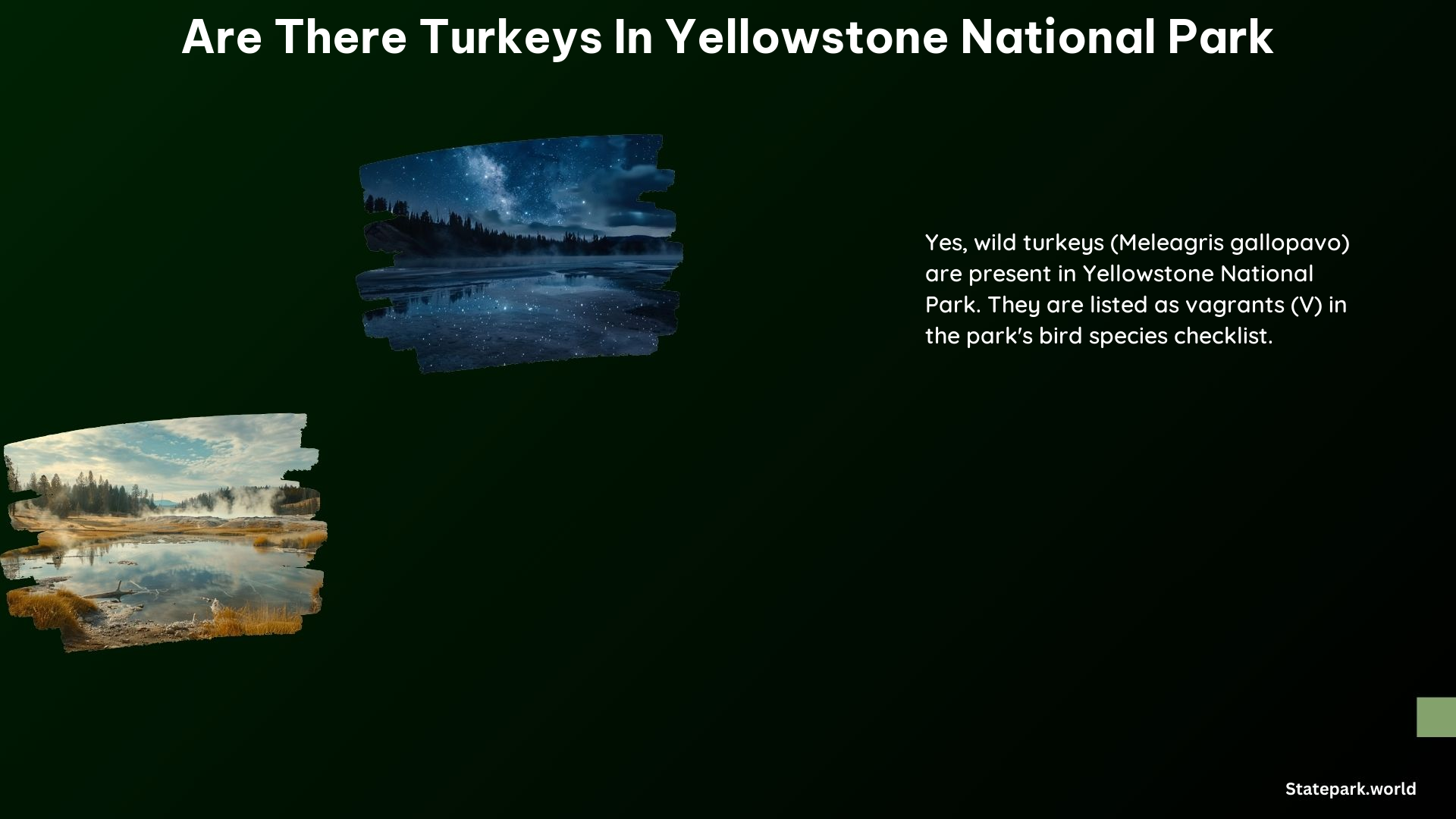 Are There Turkeys in Yellowstone National Park