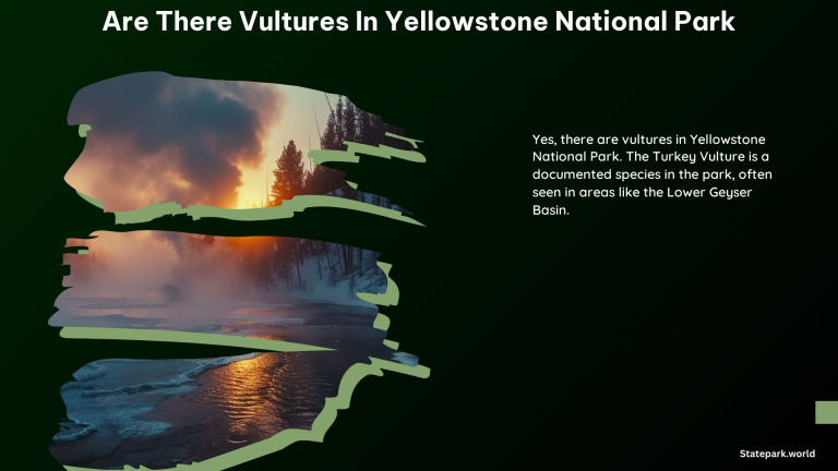 Are There Vultures in Yellowstone National Park