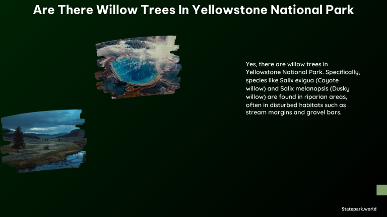 Are There Willow Trees in Yellowstone National Park