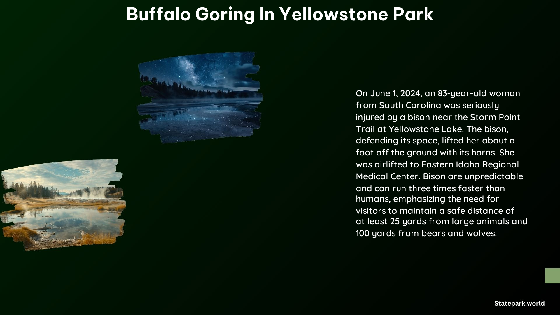 Buffalo Goring in Yellowstone Park