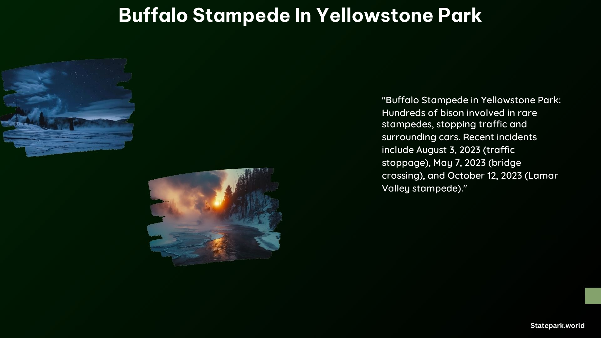 Buffalo Stampede in Yellowstone Park