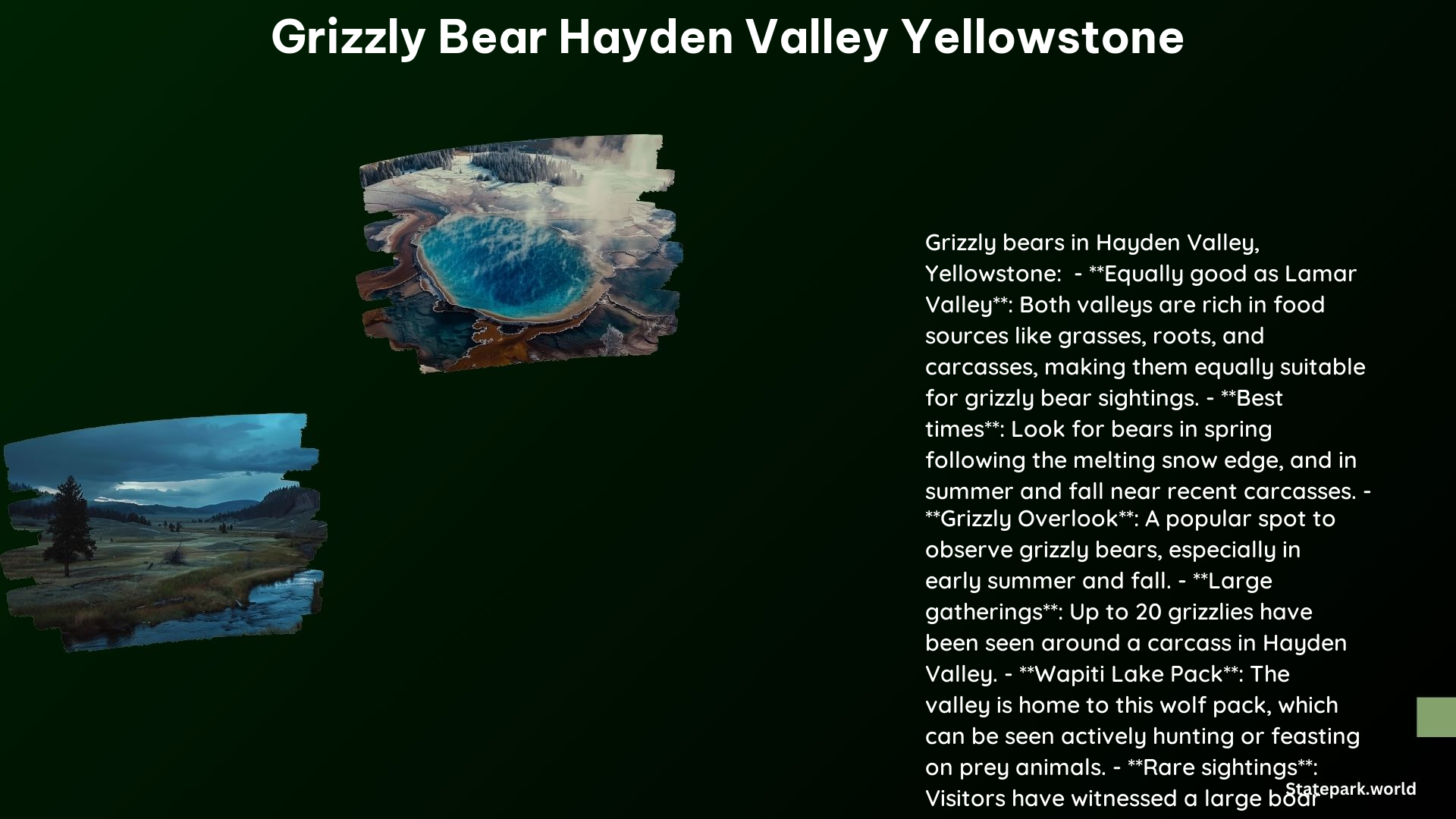 Grizzly Bear Hayden Valley Yellowstone