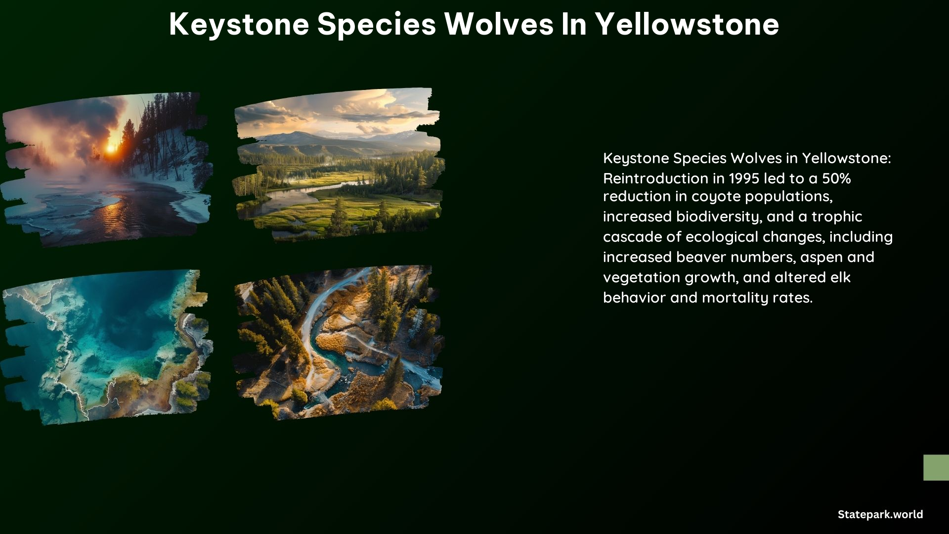 Keystone Species Wolves in Yellowstone