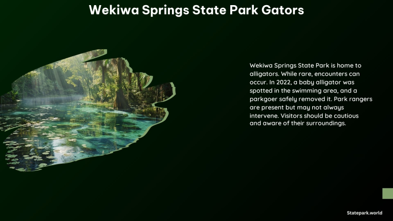 Wekiwa Springs State Park Gators