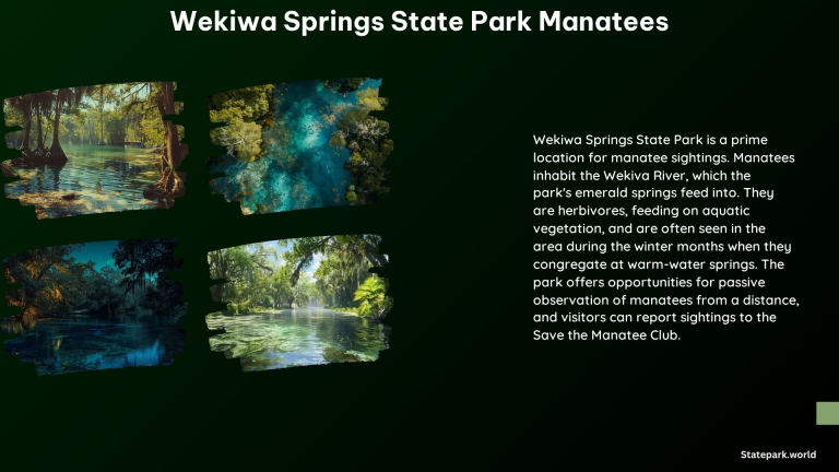 Wekiwa Springs State Park Manatees