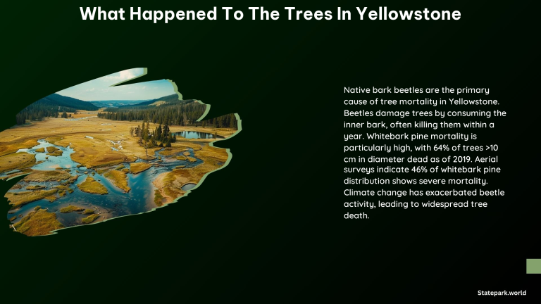 What Happened to the Trees in Yellowstone