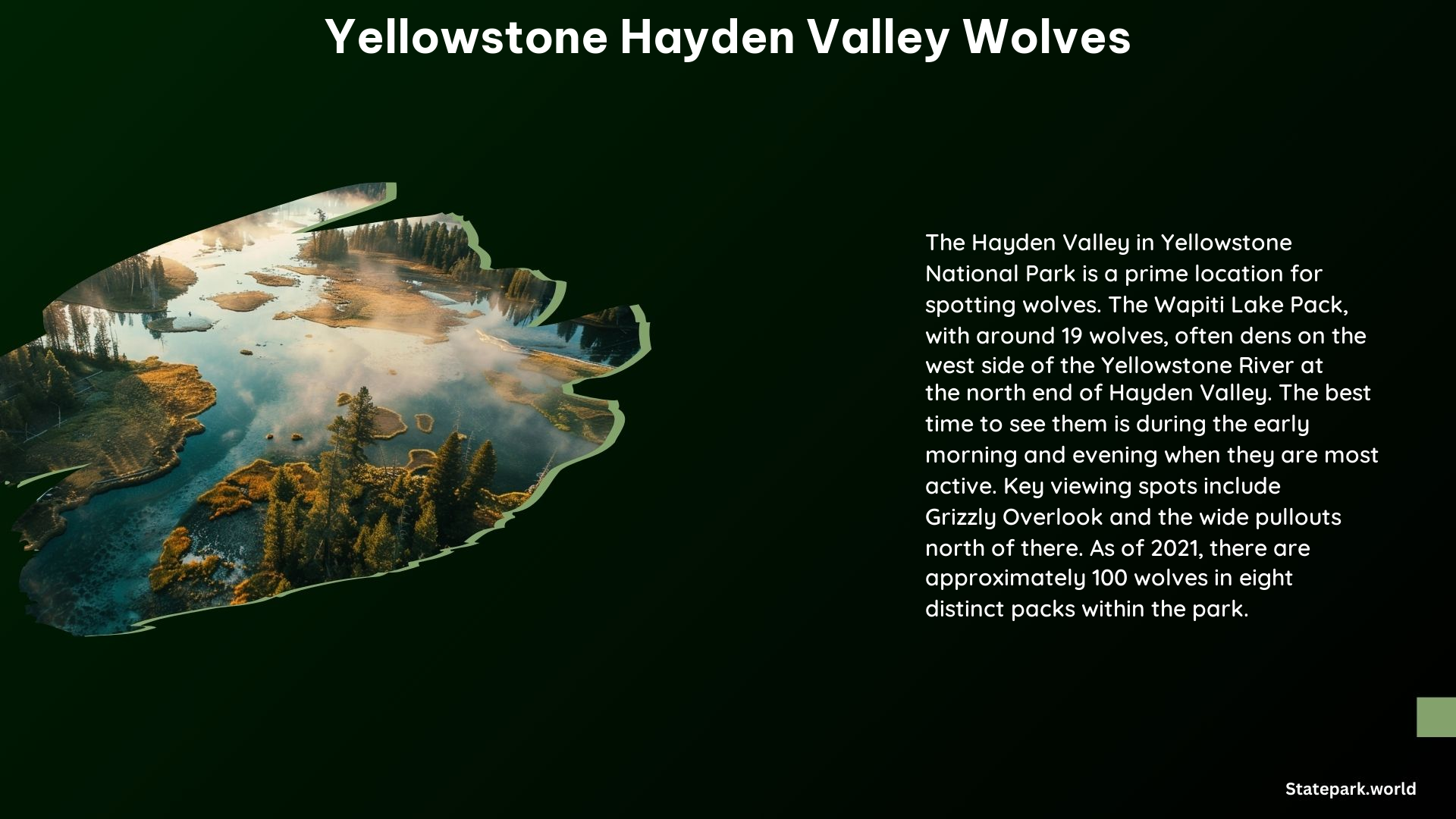 Yellowstone Hayden Valley Wolves