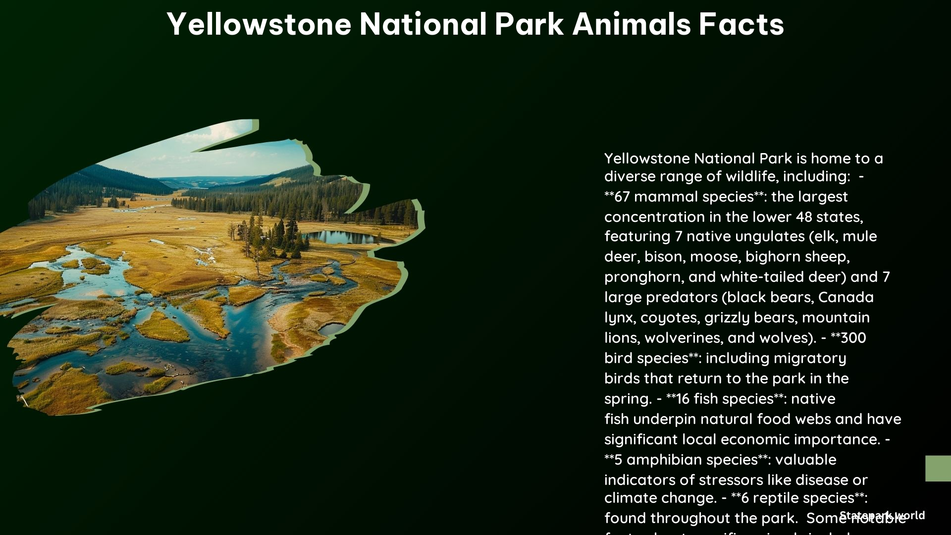 Yellowstone National Park Animals Facts