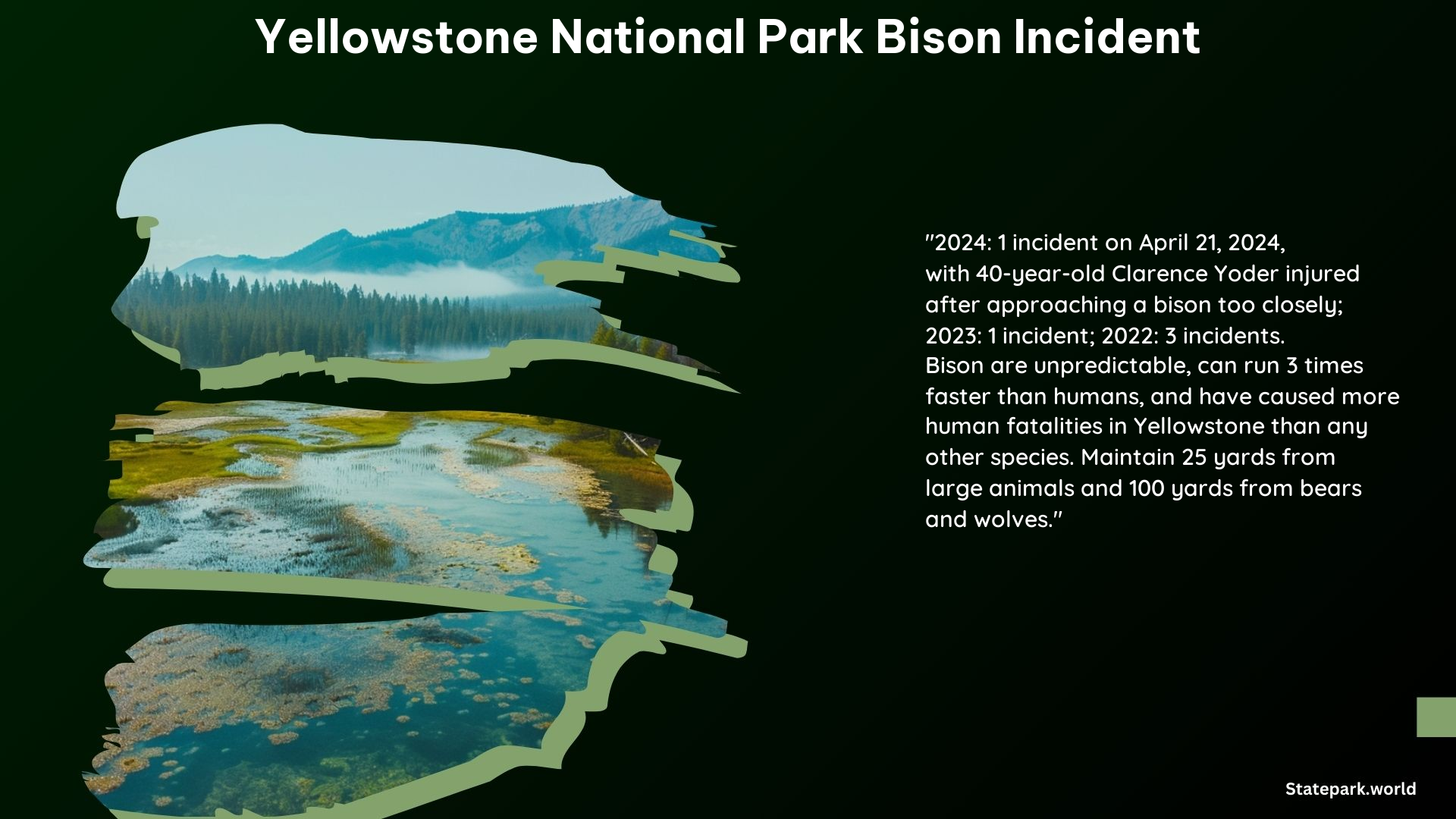 Yellowstone National Park Bison Incident