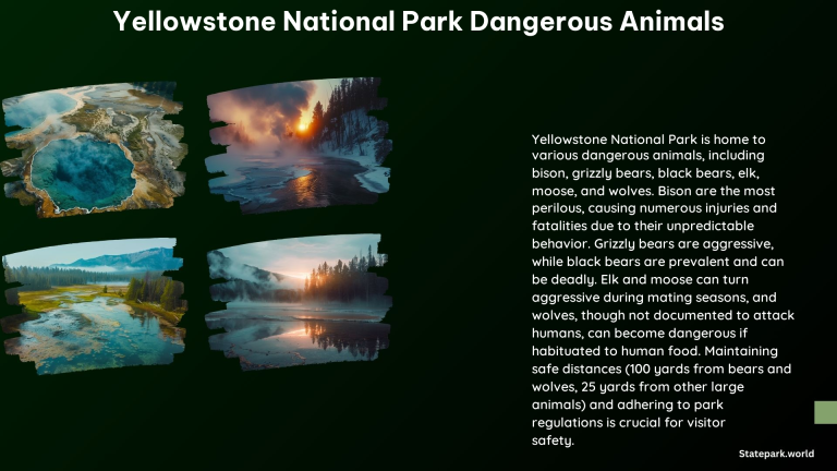 Yellowstone National Park Dangerous Animals