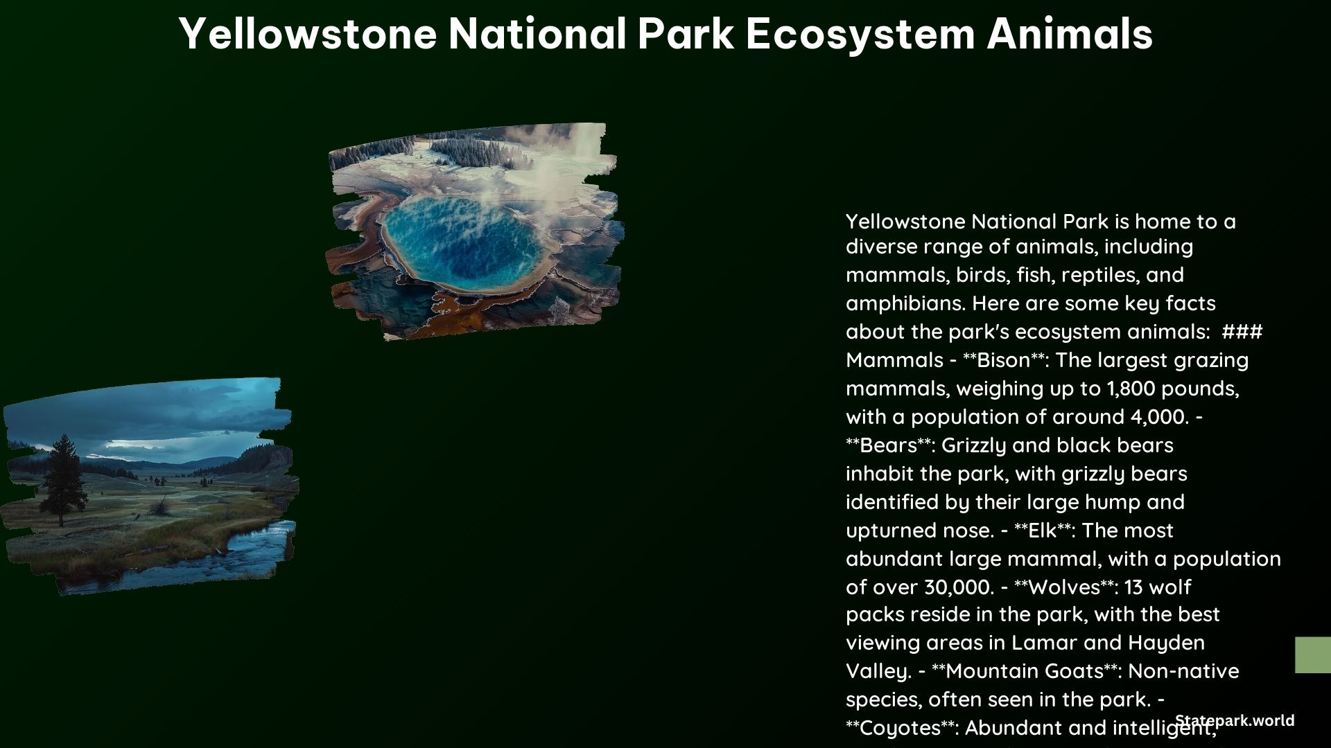 Yellowstone National Park Ecosystem Animals