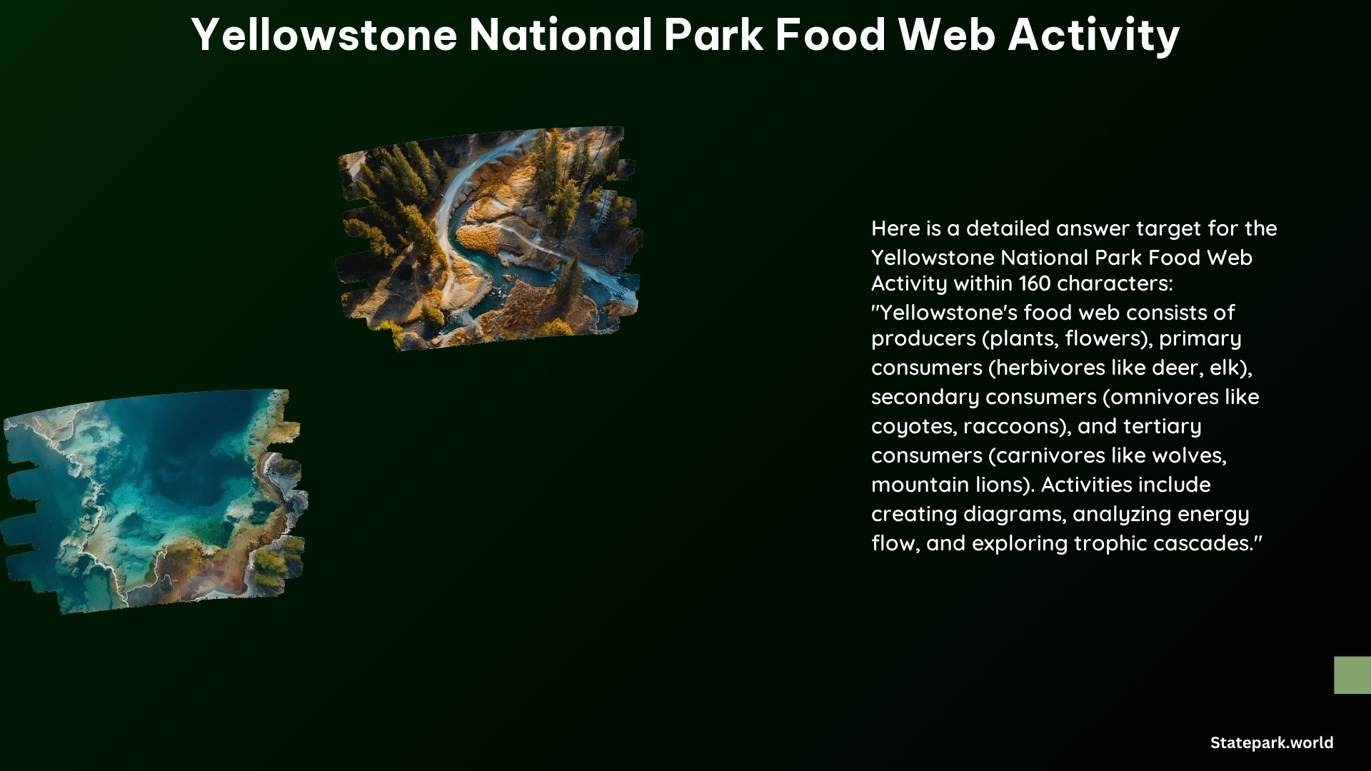 Yellowstone National Park Food Web Activity