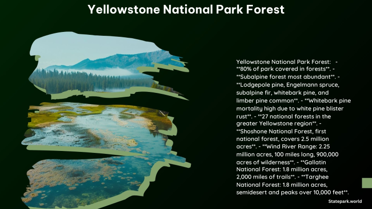 Yellowstone National Park Forest