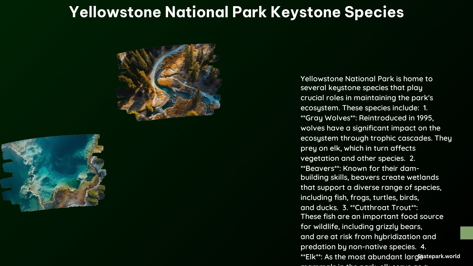 Yellowstone National Park Keystone Species