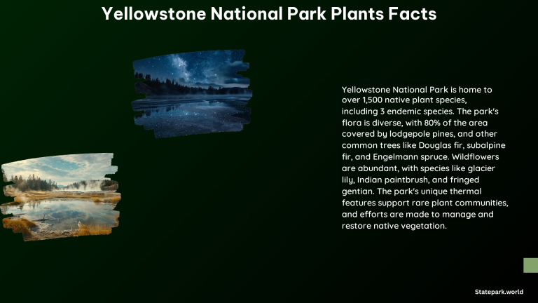 Yellowstone National Park Plants Facts