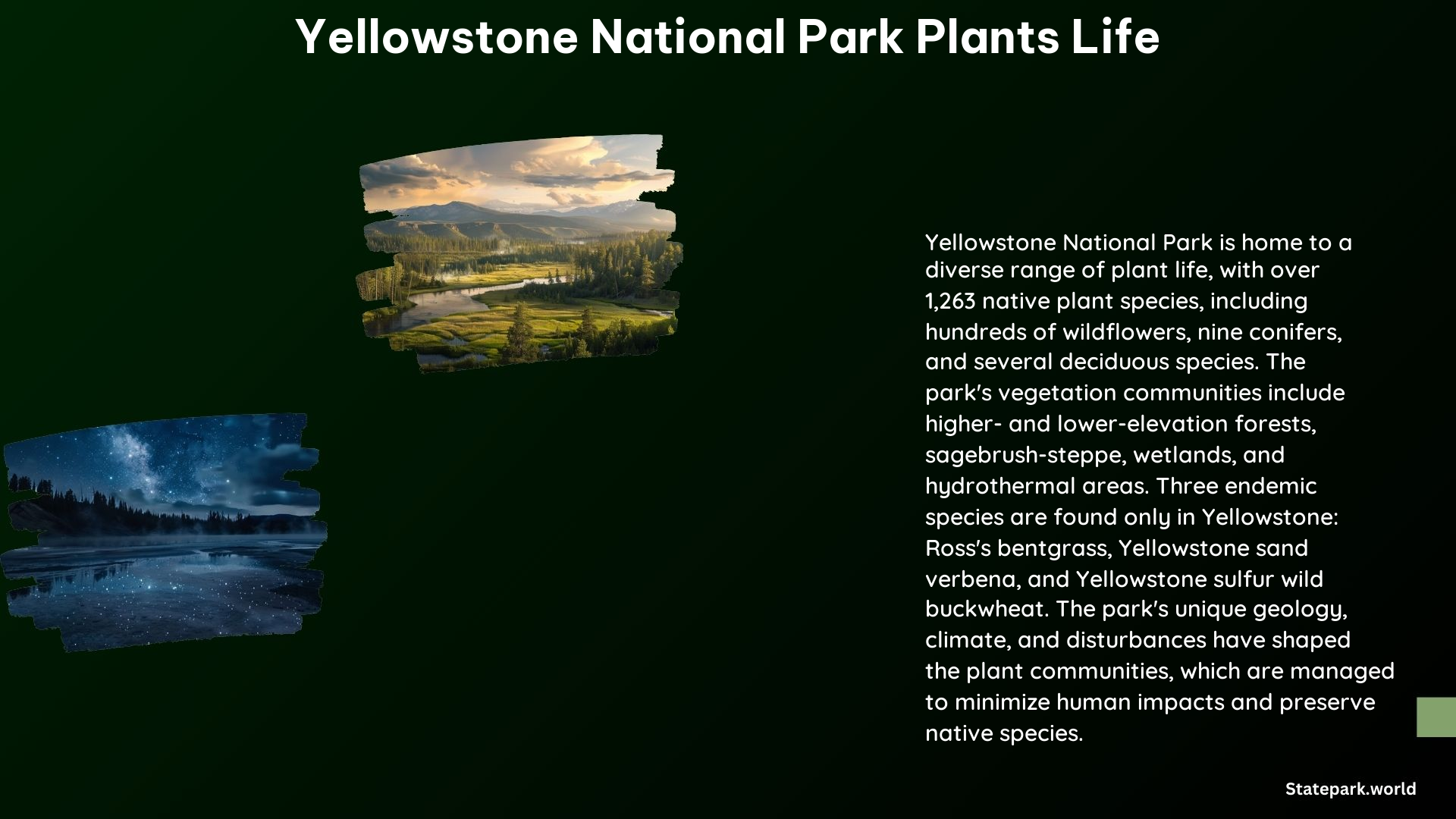 Yellowstone National Park Plants Life