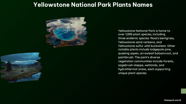 Yellowstone National Park Plants Names