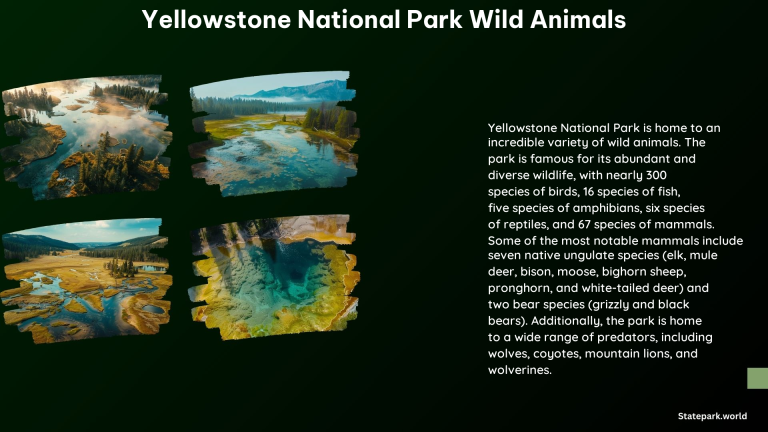 Yellowstone National Park Wild Animals