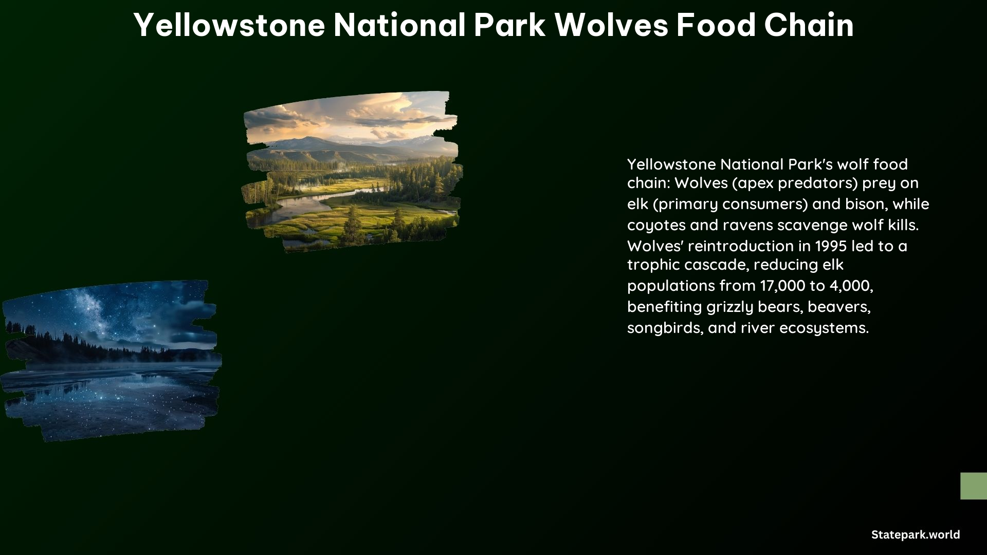 Yellowstone National Park Wolves Food Chain