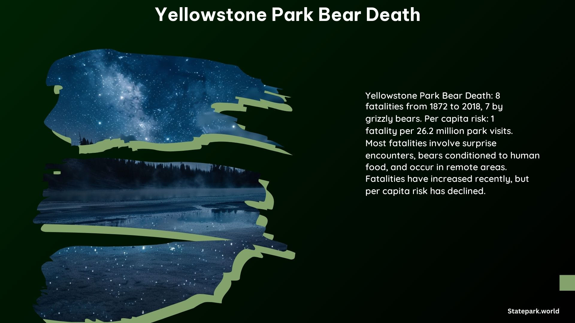 Yellowstone Park Bear Death