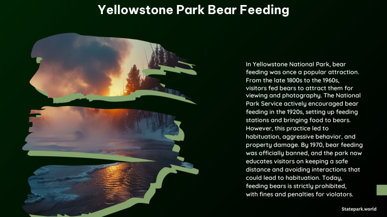 Yellowstone Park Bear Feeding