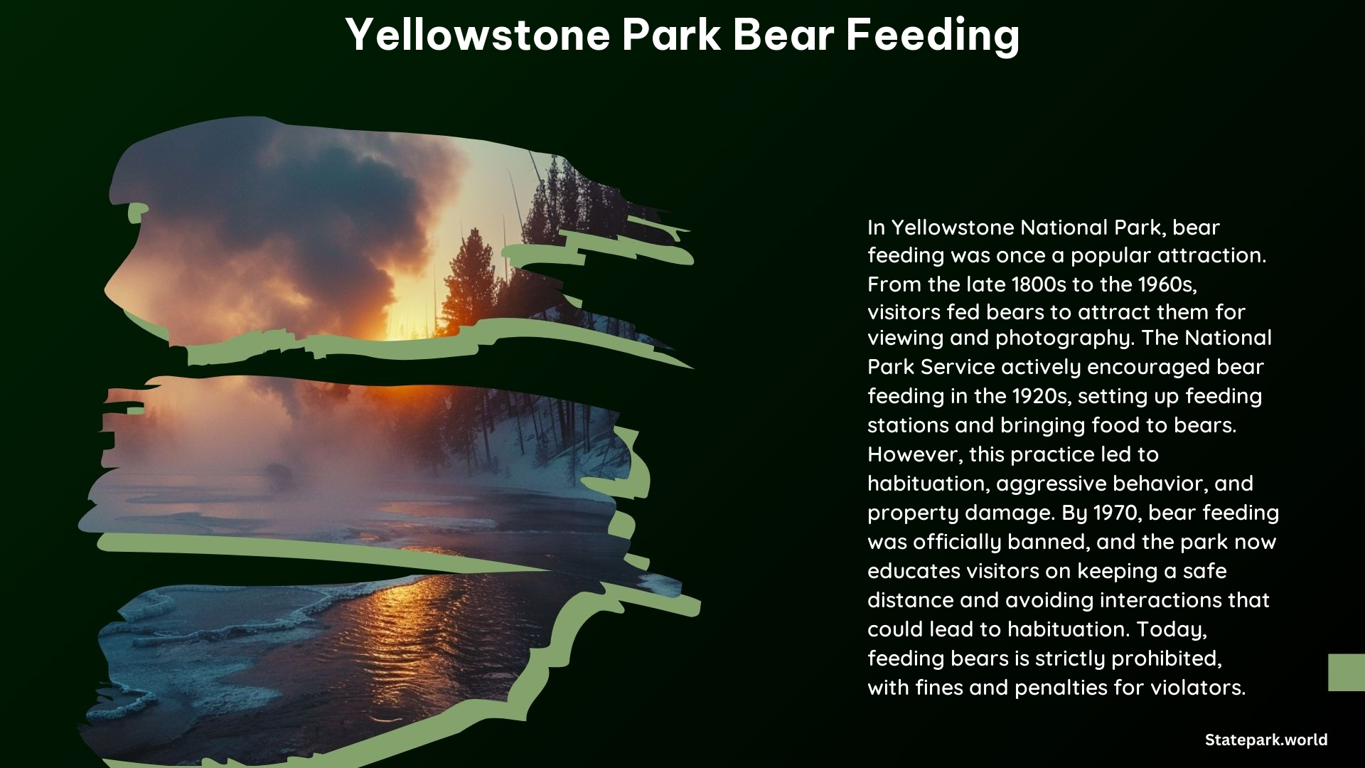 Yellowstone Park Bear Feeding