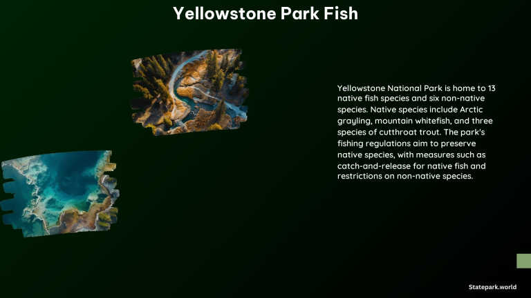 Yellowstone Park Fish