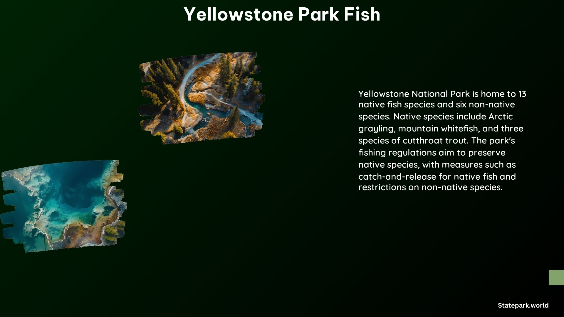 Yellowstone Park Fish