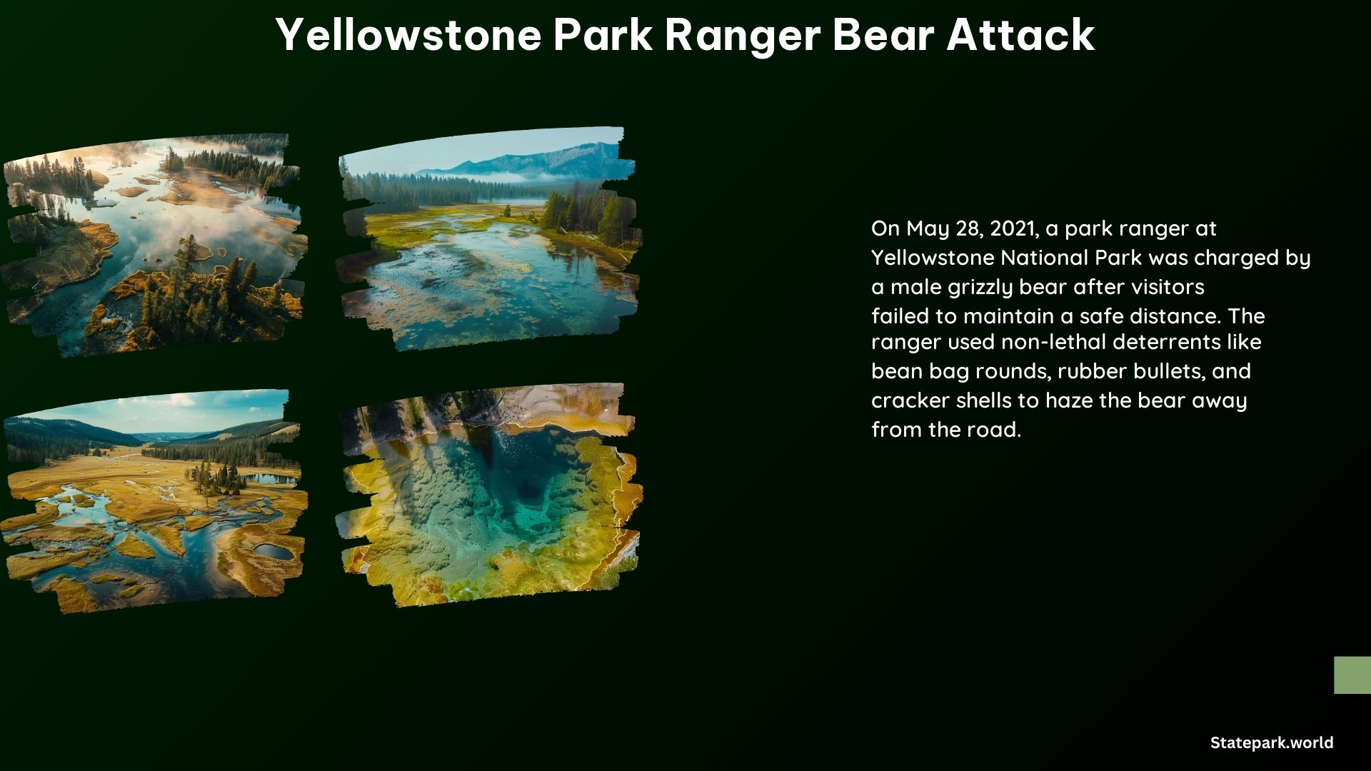 Yellowstone Park Ranger Bear Attack